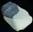 Very Bumpy and Detailed Phacops Trilobite #6119-3